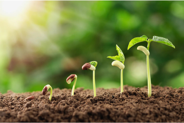 Plant Growth Regulators