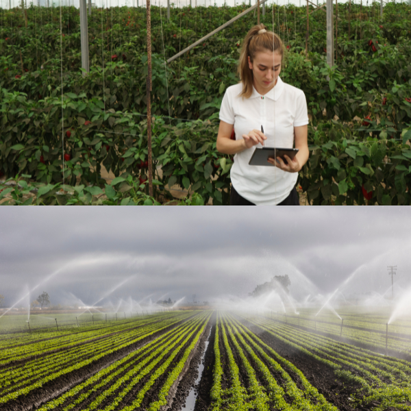 Assured Market Support