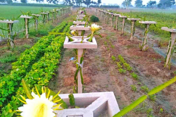 Fruit and Flower Farming