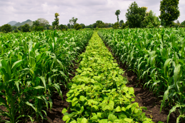 Crop Selection and Disease Management