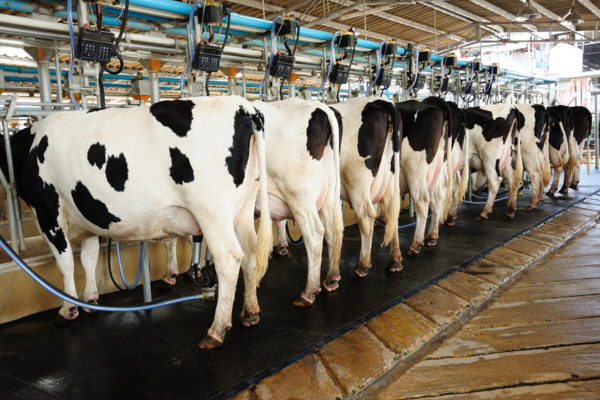 Dairy and Cattle Feed Processing